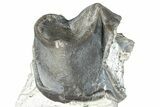 Fossil Titanothere (Megacerops) Jaw Section - Nebraska #281724-2